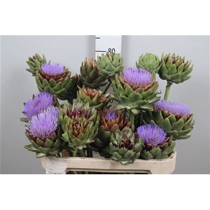 Cynara Sc Green Glob