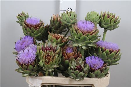 <h4>Cynara Sc Green Glob</h4>