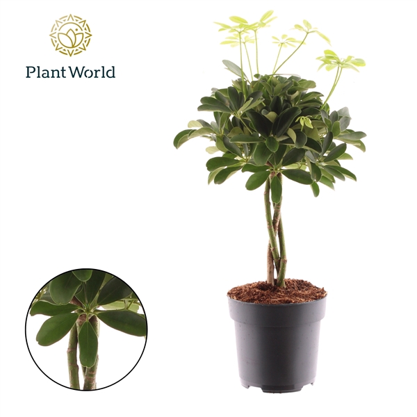 Schefflera Compacta Nora