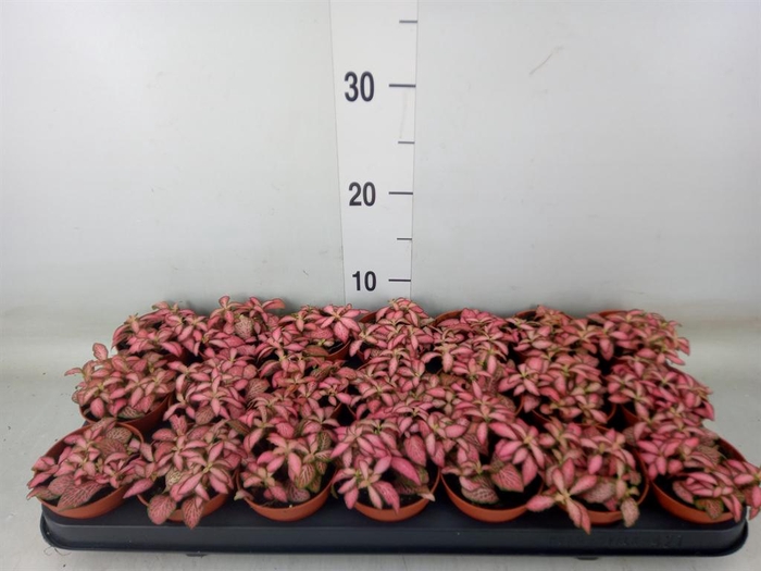 <h4>Fittonia  'Mosaic Pink Forest Flam'</h4>