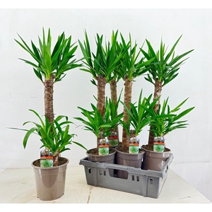 YUCCA
