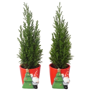 PTK25157 Ellwoodii in keramiek pot