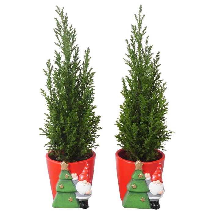 <h4>PTK25157 Ellwoodii in keramiek pot</h4>