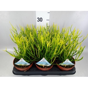 Euphorbia tirucalli