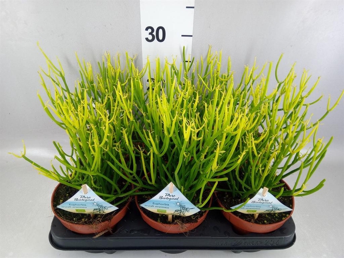 <h4>Euphorbia tirucalli</h4>