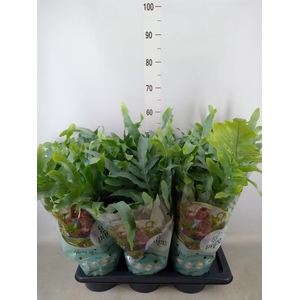 Phlebodium aureum 'Blue Star'