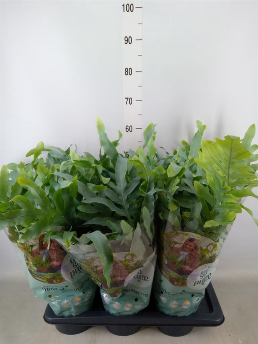 <h4>Phlebodium aureum 'Blue Star'</h4>