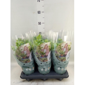 Phlebodium aureum 'Davana'