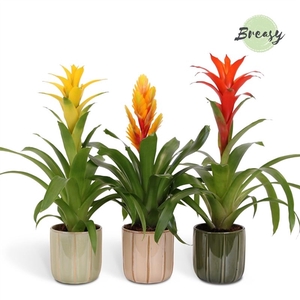 Bromelia Nature - 12cm in Peru | Mimesis