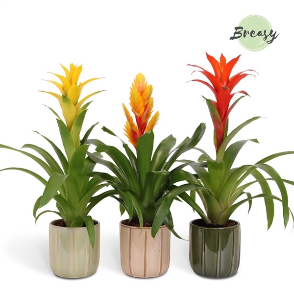 <h4>Bromelia Nature - 12cm in Peru | Mimesis</h4>