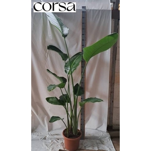 STRELITZIA NICOLAI
