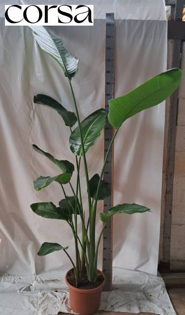 <h4>STRELITZIA NICOLAI</h4>