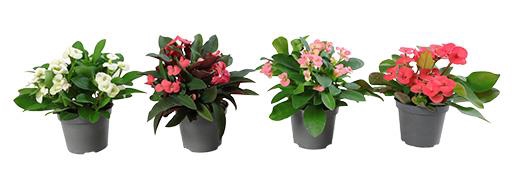 EUPHORBIA MILII MIX P6