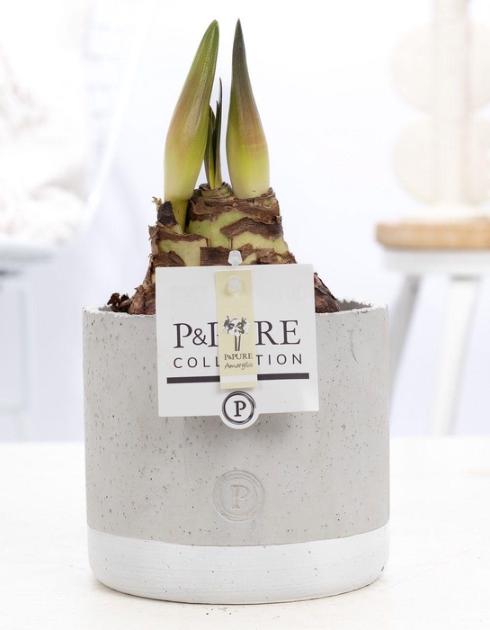 <h4>Hippeastrum white in P&PURE Jade ceramics</h4>