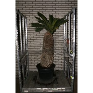 CYCAS REVOLUTA