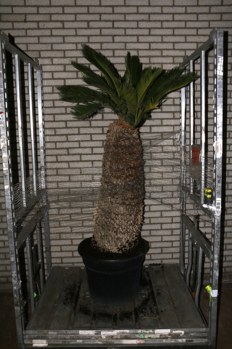 <h4>CYCAS REVOLUTA</h4>