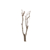 Syringa Branch Extra Lasson