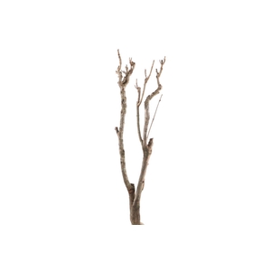 Syringa Branch Extra Lasson