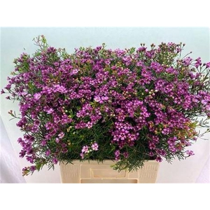 Chame Un Gra Jupiter