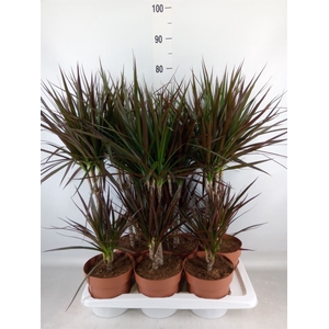 Dracaena marg. 'Magenta'