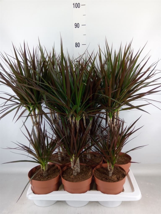 <h4>Dracaena marg. 'Magenta'</h4>