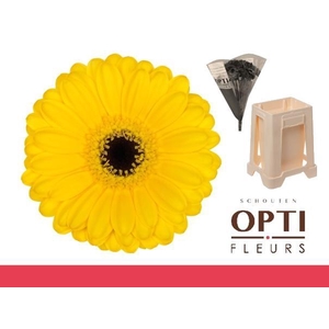 Germini Pacman Water