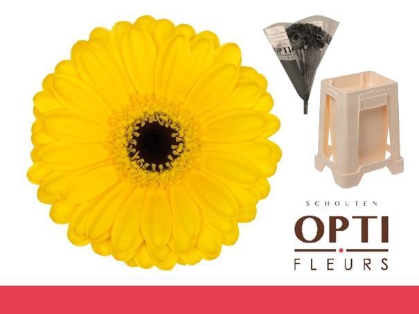 <h4>Germini Pacman Water</h4>