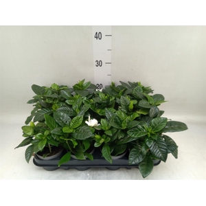 Gardenia jasminoides