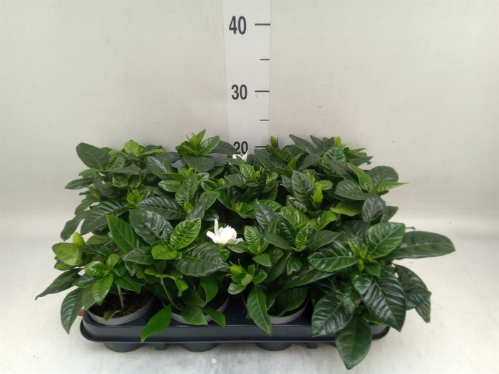 <h4>Gardenia jasminoides</h4>