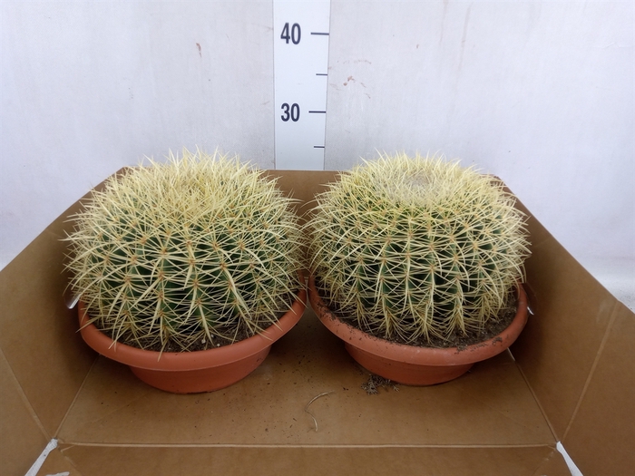 Echinocactus grusonii