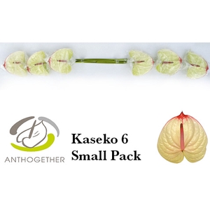 ANTH A KASEKO 6 Small Pack