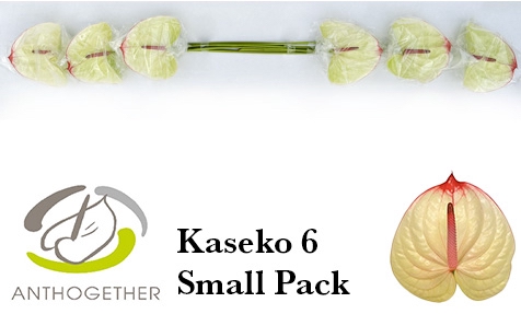 ANTH A KASEKO 6 Small Pack