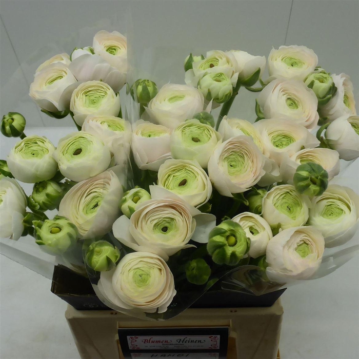 <h4>Ran Success Hanoi</h4>