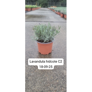 Lavandula Angustifolia Hidcote C2