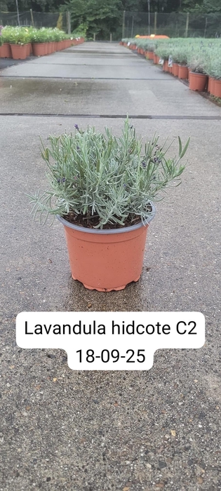 <h4>Lavandula Angustifolia Hidcote C2</h4>
