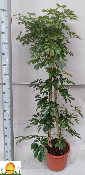 <h4>SCHEF AR COMPACTA</h4>