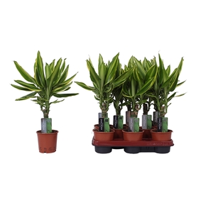 Dracaena Golden Queen, 11 cm pot