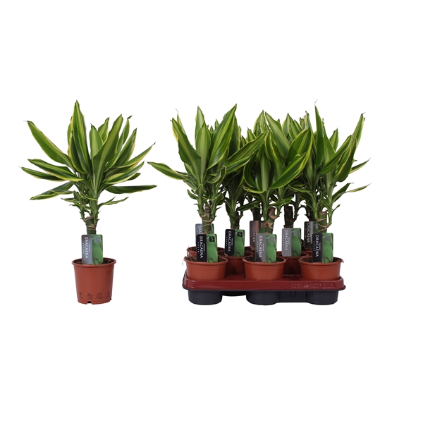 <h4>Dracaena Golden Queen, 11 cm pot</h4>