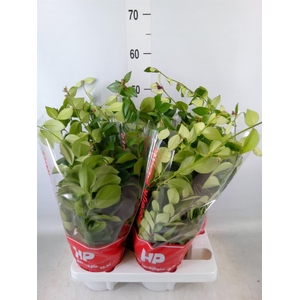 Aeschynanthus  'Mona Lisa'