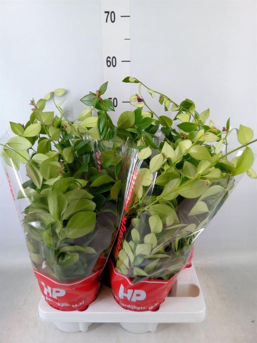 <h4>Aeschynanthus  'Mona Lisa'</h4>