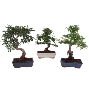 Bonsai   ...mix