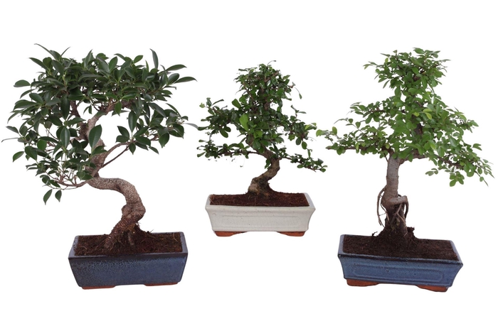 <h4>Bonsai   ...mix</h4>