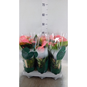 Anthurium andr. 'Sweet Dream'
