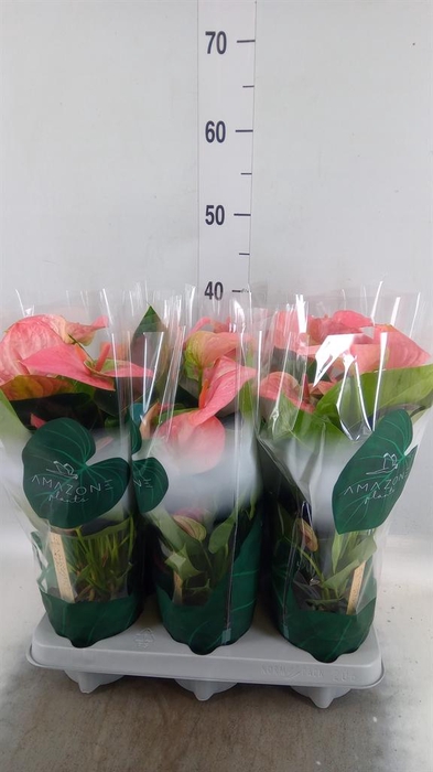 <h4>Anthurium andr. 'Sweet Dream'</h4>