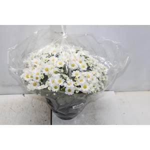 CRISANTEMO BOLA BELGA C18 BRANCO