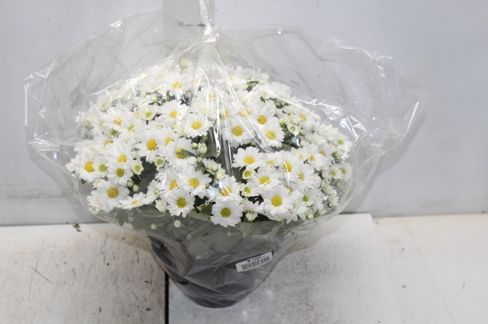 <h4>CRISANTEMO BOLA BELGA C18 BRANCO</h4>