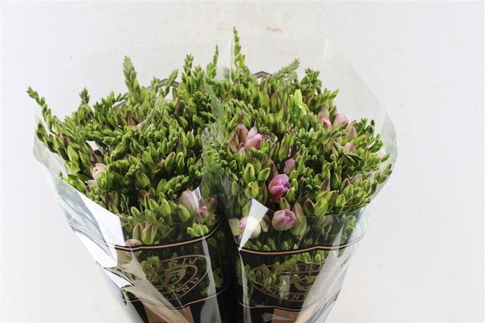 <h4>Fr Du Rosario Pink</h4>