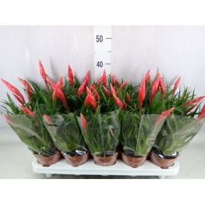 Vriesea  'Astrid'