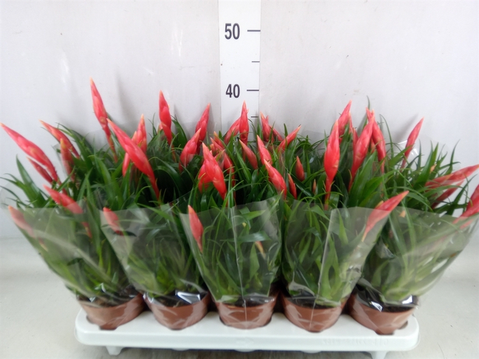 <h4>Vriesea  'Astrid'</h4>