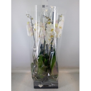 Phalaenopsis  'Ant Cambridge'